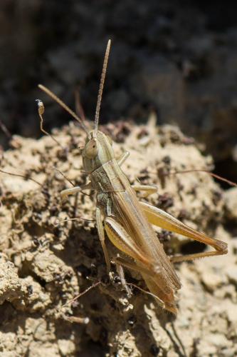 Euchorthippus elegantulus