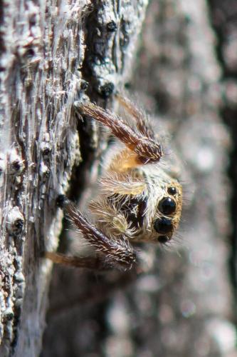 Pellenes tripunctatus