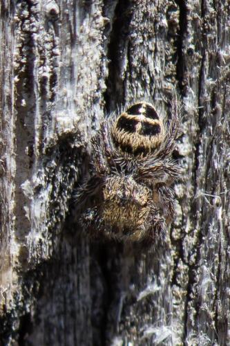 Pellenes tripunctatus