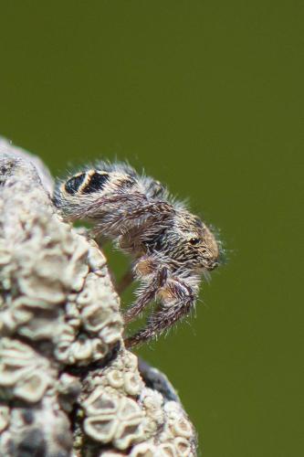 Pellenes tripunctatus