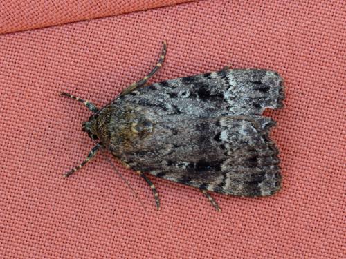 Amphipyra pyramidea