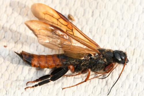Réf. 264 392 : Sirex juvencus