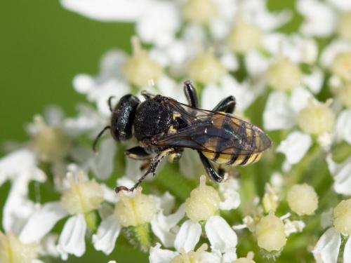 Oxybelus sp.