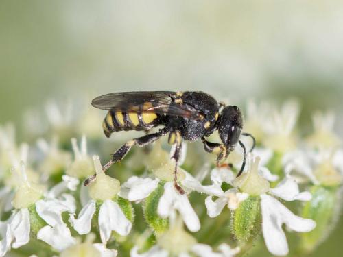 Oxybelus sp.