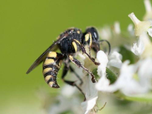 Oxybelus sp.