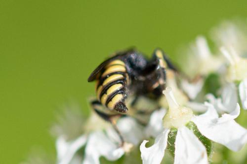 Réf. 264 642 : Oxybelus sp.