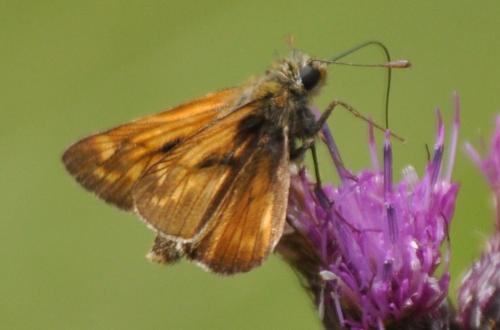Ochlodes sylvanus