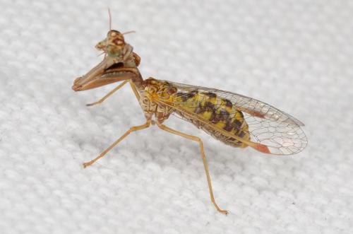 Réf. 264 934 : Mantispa styriaca