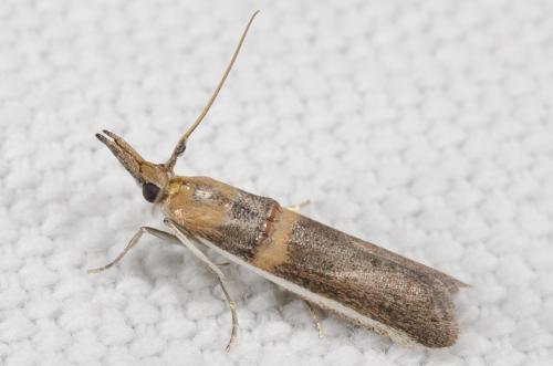 Etiella zinckenella