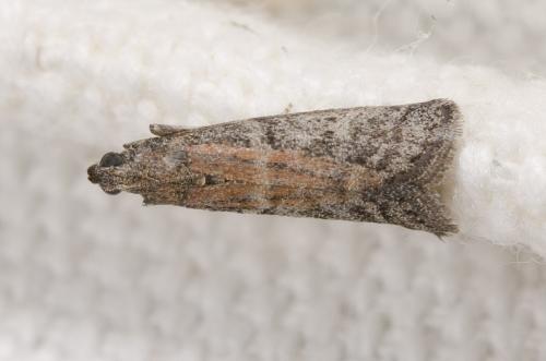 Réf. 264 876 : Ephestia sp.