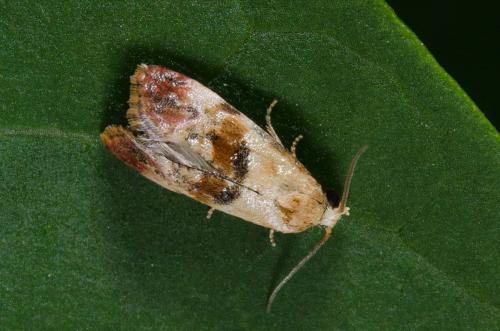 Cochylis millierana