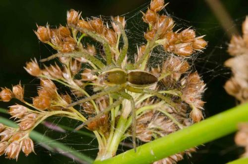 Dolomedes (fimbriatus-plantarius)