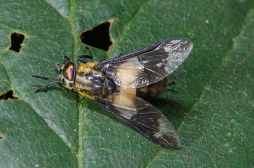 Réf. 264 942 : Chrysops caecutiens