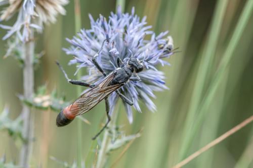 Hoplammophila armata