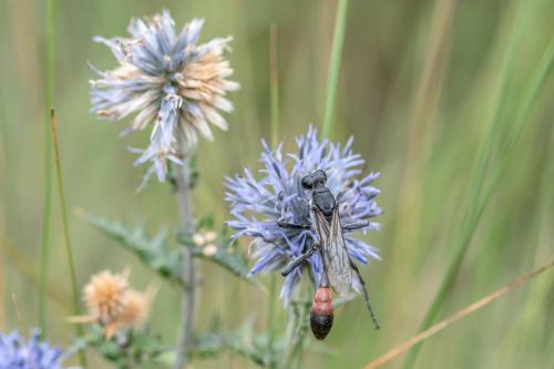Réf. 264 124 : Hoplammophila armata