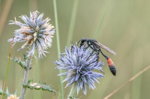 Hoplammophila armata