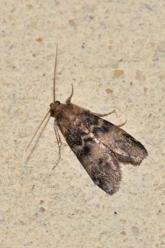 Réf. 264 493 : Euzophera pinguis