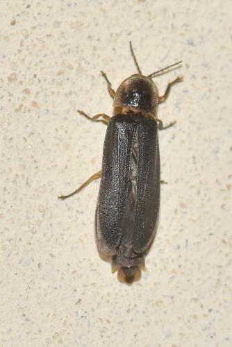 Lampyris noctiluca