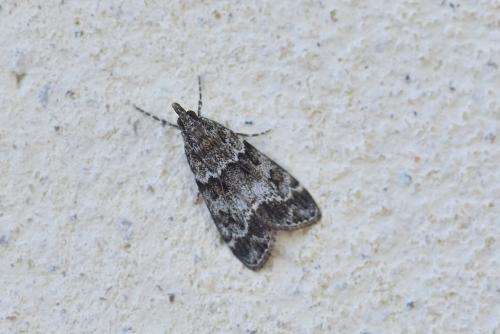 Eudonia mercurella