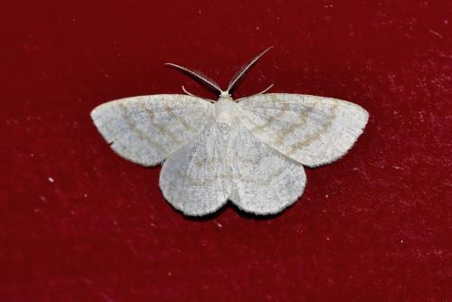 Réf. 264 450 : Cabera exanthemata