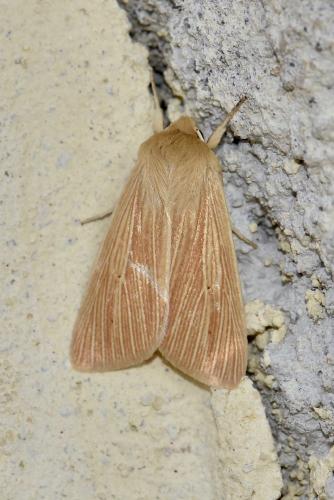 Réf. 264 455 : Mythimna pallens