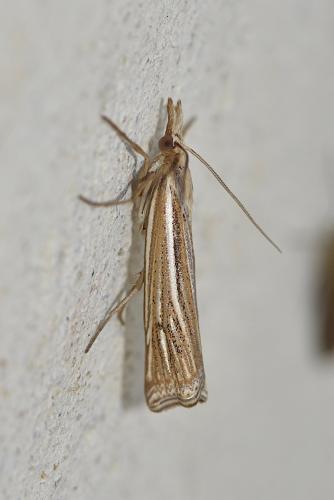 Réf. 264 619 : Ancylolomia tentaculella