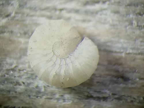 Réf. 264 669 : Amphitomeus attemsi