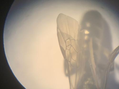 Lasioglossum sp.