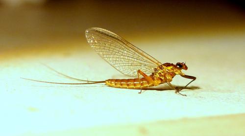 Electrogena lateralis