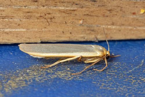 Eilema sp.