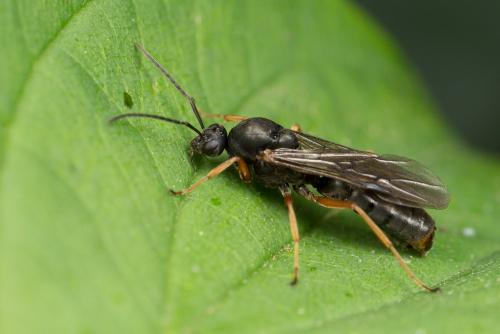 Réf. 264 313 : Formica sp.