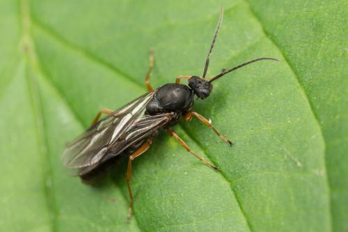 Réf. 264 312 : Formica sp.