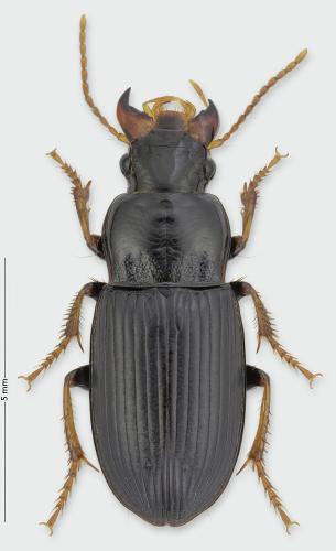 Harpalus attenuatus