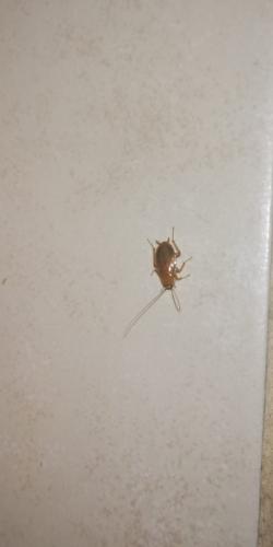 Réf. 264 490 : Ectobius sp.