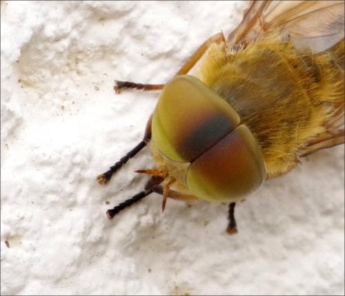 Atylotus fulvus