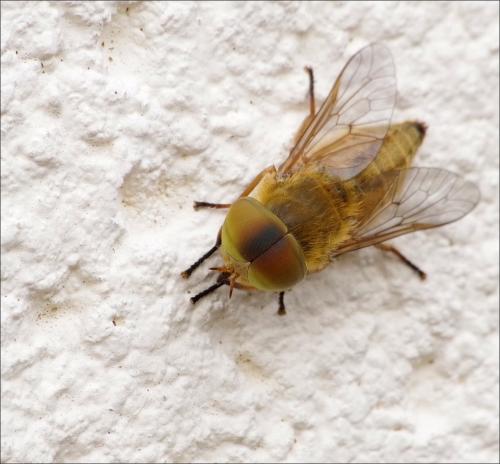 Atylotus fulvus