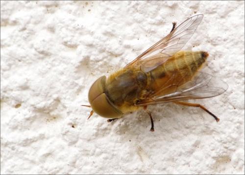 Réf. 264 857 : Atylotus fulvus