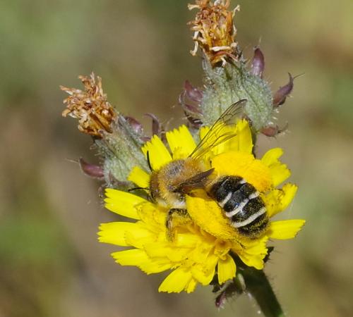 Dasypoda sp.