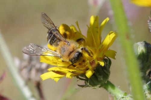 Dasypoda sp.