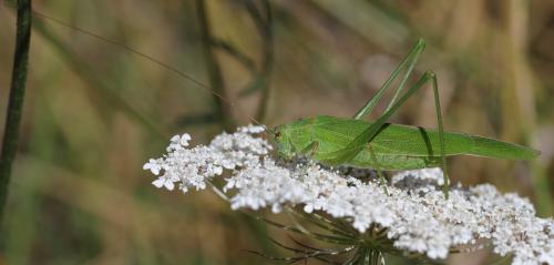 Réf. 264 720 : Phaneroptera falcata