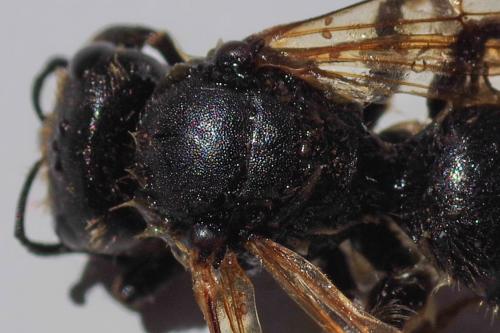 Réf. 264 804 : Halictus scabiosae