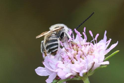Réf. 264 116 : Tetraloniella sp.
