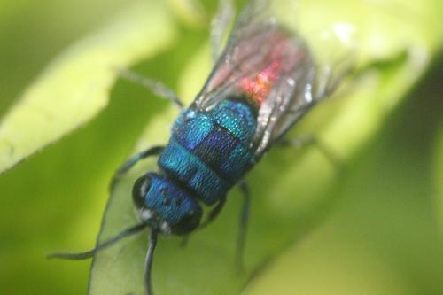 Réf. 264 537 : Chrysis comparata
