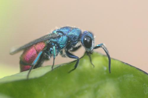 Réf. 264 538 : Chrysis comparata