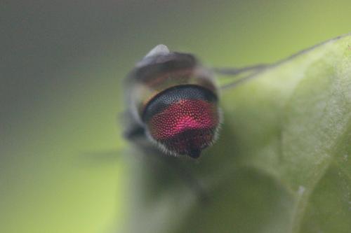 Réf. 264 541 : Chrysis comparata