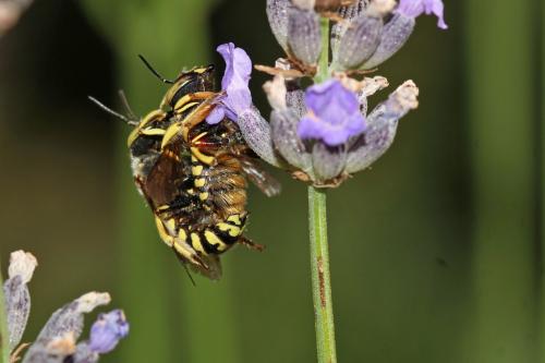 Anthidium loti