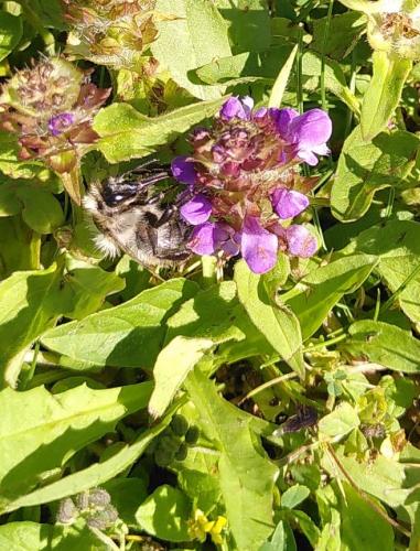 Bombus sp.