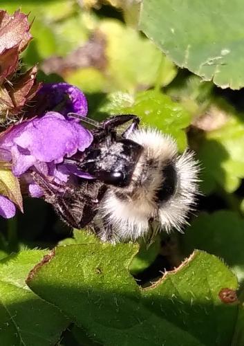 Bombus sp.