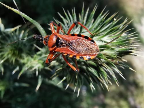 Rhynocoris sp.