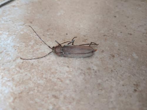 Hesperophanes sericeus